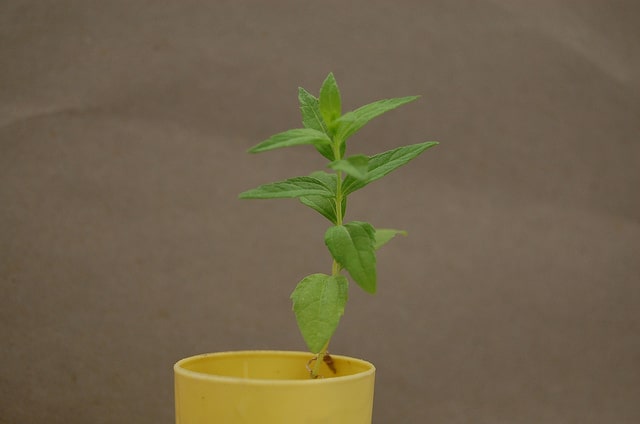 Brickellia eupatorioides