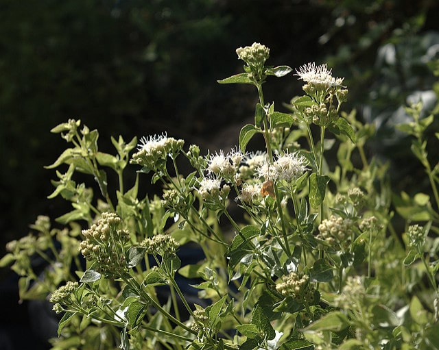 Brickellia grandiflora