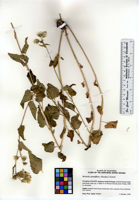 Brickellia grandiflora