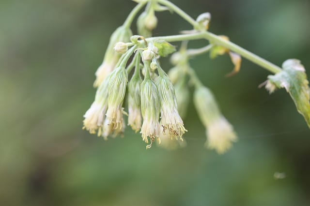 Brickellia grandiflora