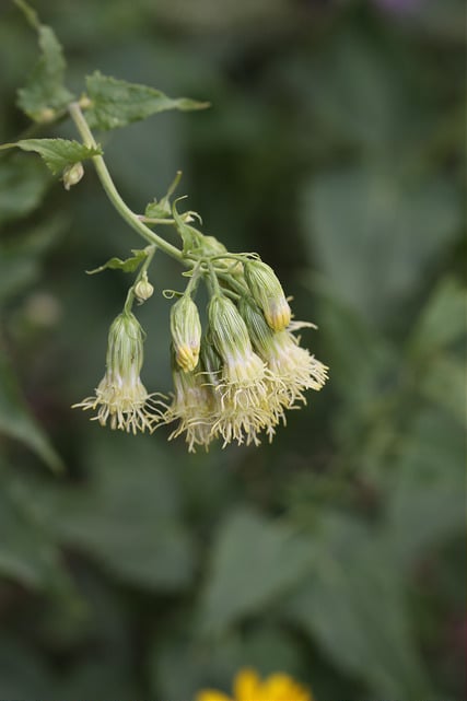 Brickellia grandiflora