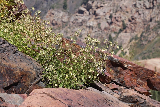 Brickellia grandiflora