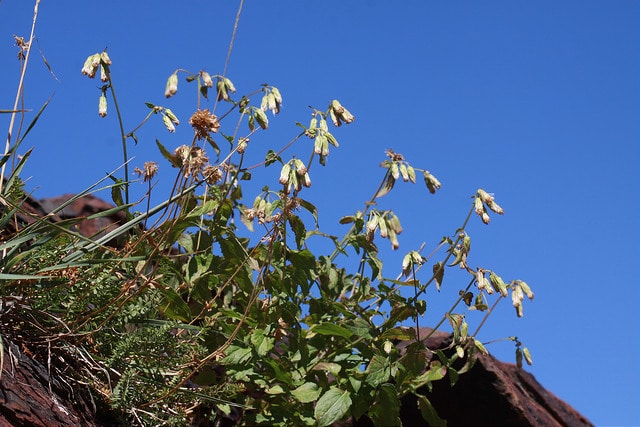 Brickellia grandiflora (Brickellia grandiflora)