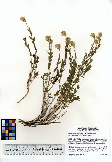 Brickellia oblongifolia