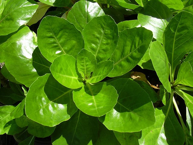 Brighamia rockii