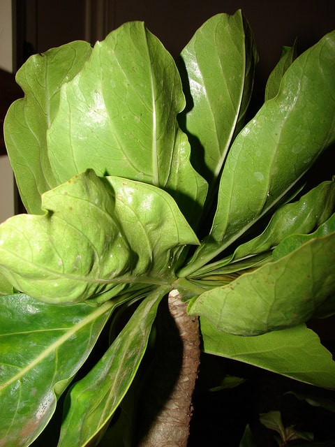 Brighamia rockii
