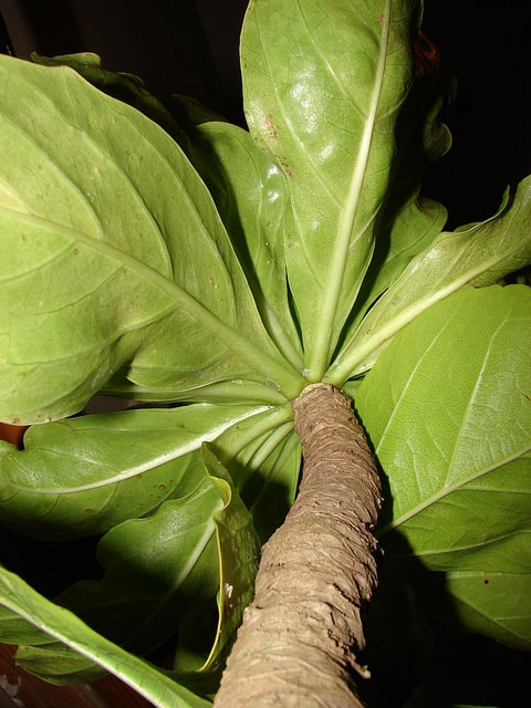 Brighamia rockii