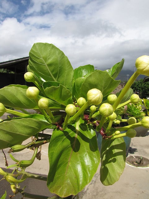 Brighamia rockii