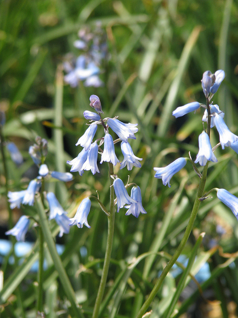 Jacinthe améthyste (Brimeura amethystina)