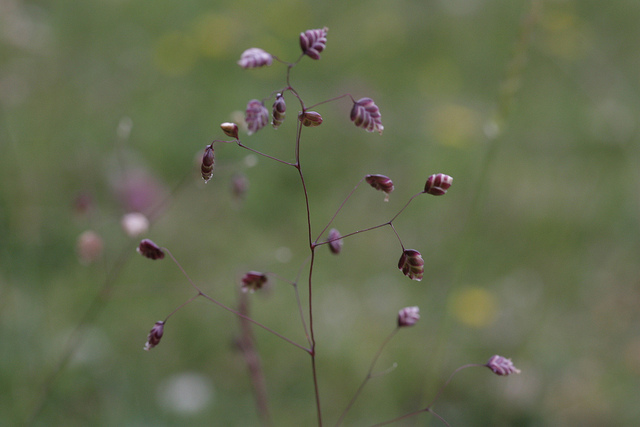 Amourette commune (Briza media)