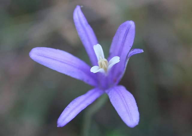 Brodiaea appendiculata (Brodiaea appendiculata)