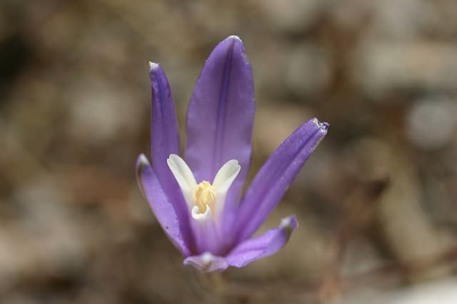 Brodiaea californica (Brodiaea californica)