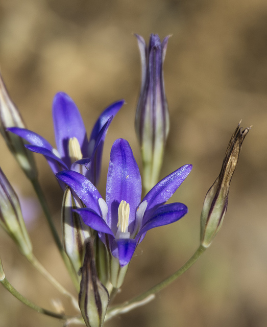 Brodiaea coronaria