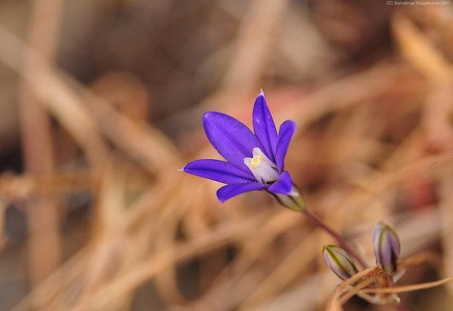 Brodiaea coronaria
