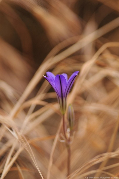 Brodiaea coronaria