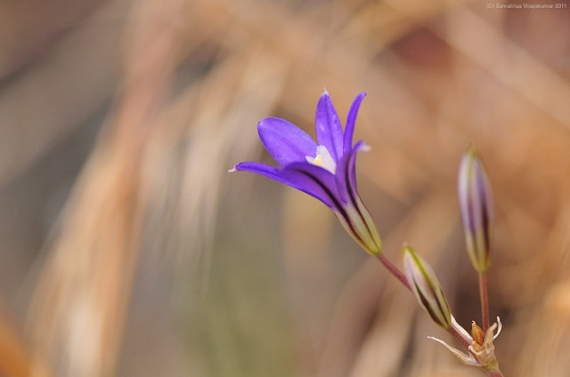 Brodiaea coronaria