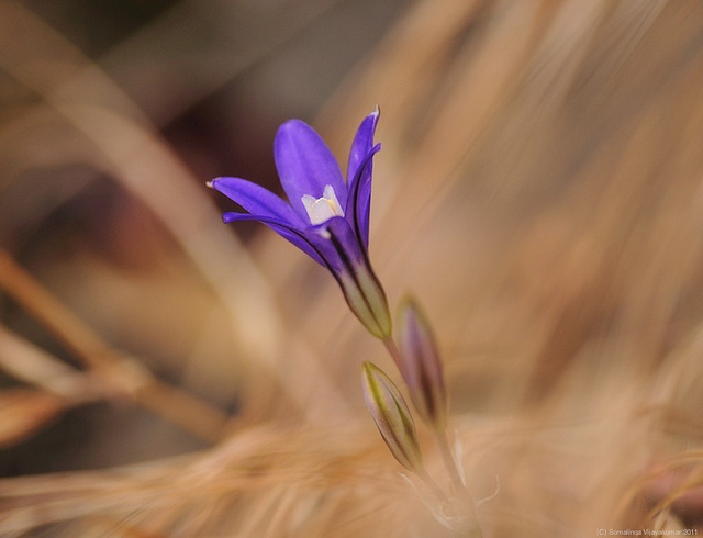 Brodiaea coronaria