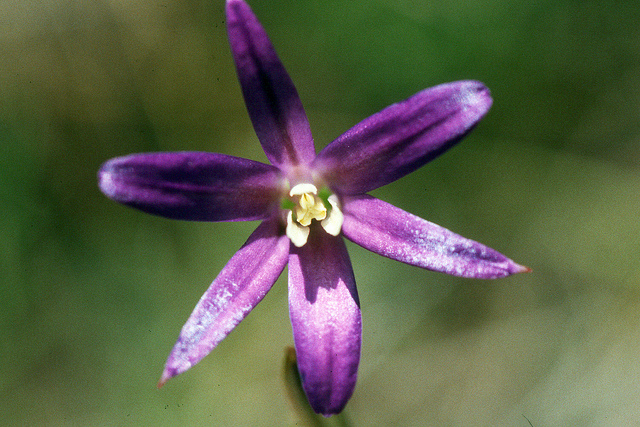Brodiaea coronaria (Brodiaea coronaria)