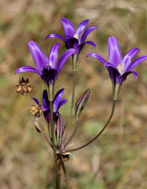 Brodiaea elegans