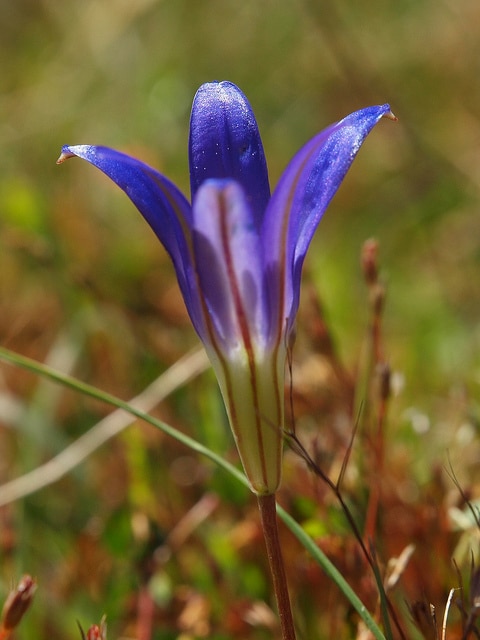 Brodiaea elegans