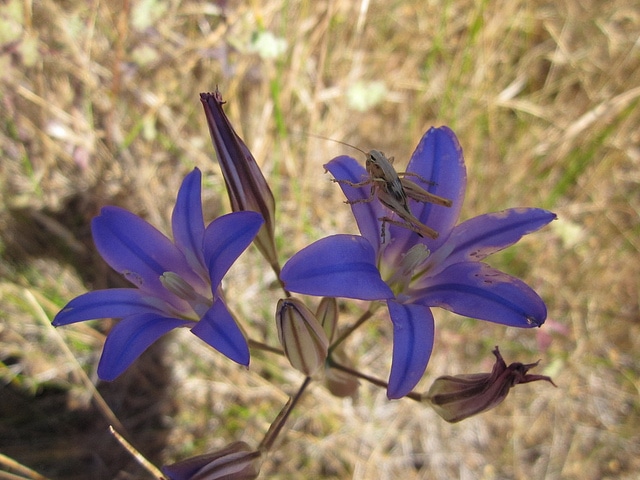Brodiaea elegans