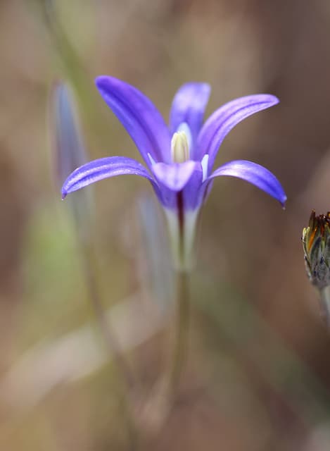 Brodiaea elegans