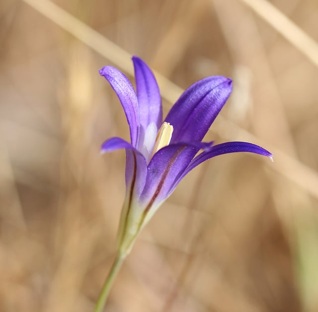 Brodiaea elegans