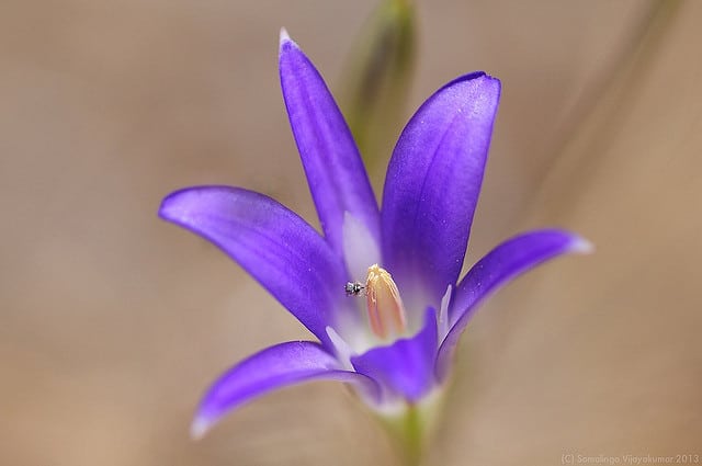 Brodiaea elegans (Brodiaea elegans)