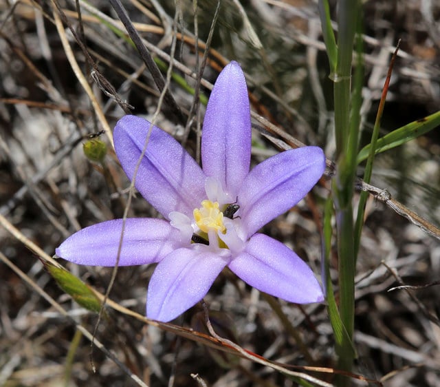 Brodiaea jolonensis (Brodiaea jolonensis)