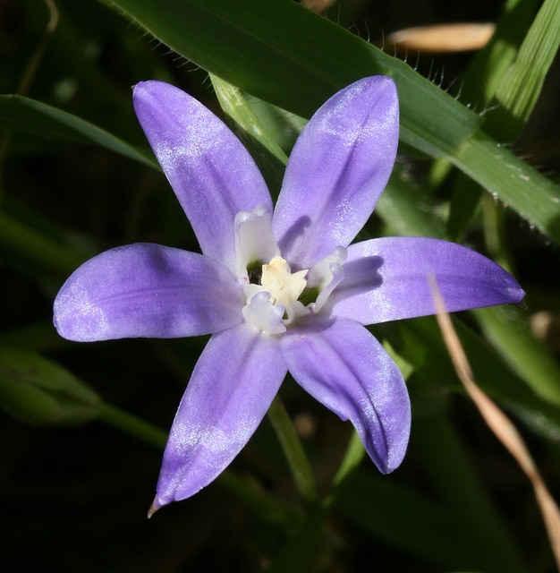 Brodiaea jolonensis