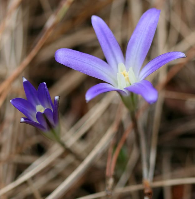 Brodiaea terrestris