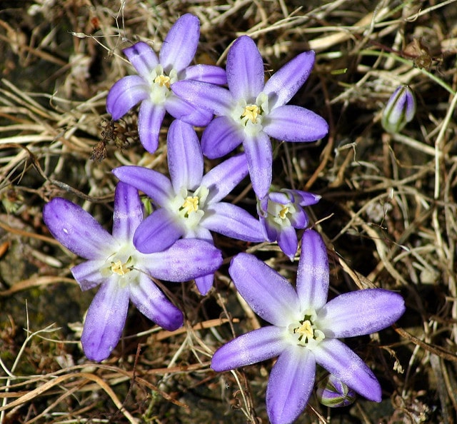 Brodiaea terrestris