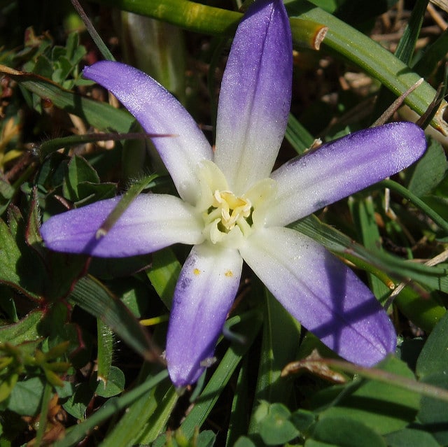 Brodiaea terrestris
