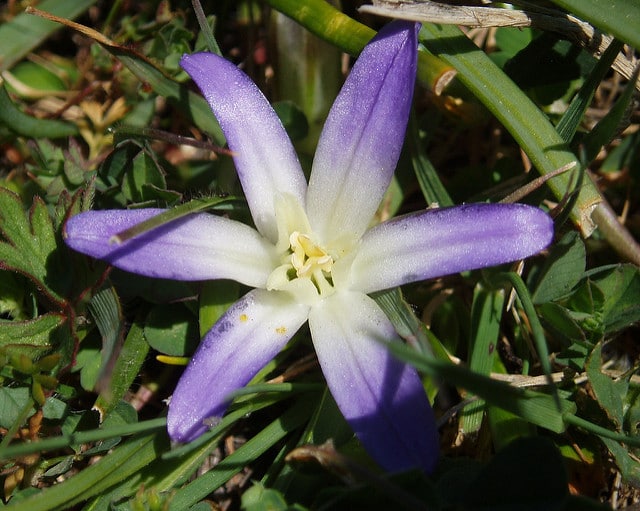 Brodiaea terrestris