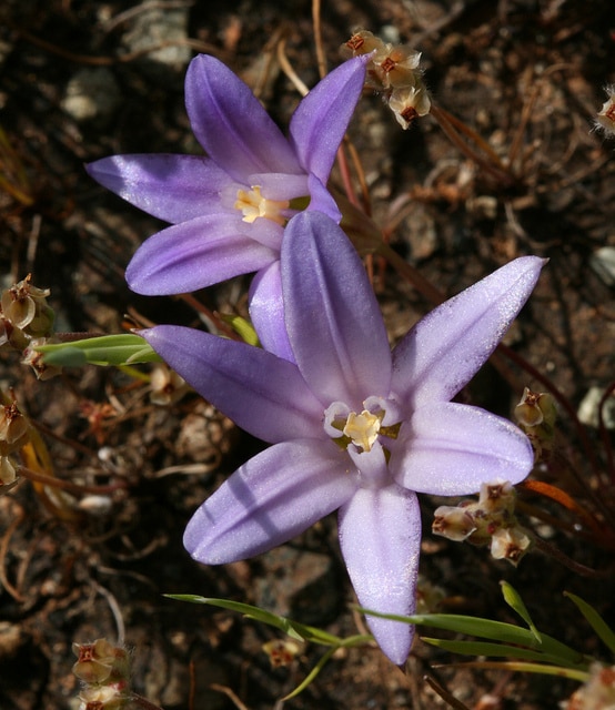 Brodiaea terrestris