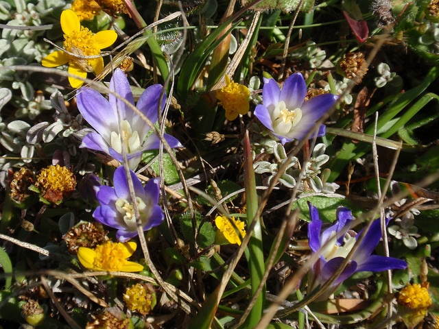 Brodiaea terrestris (Brodiaea terrestris)