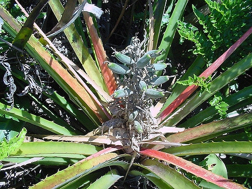 Bromelia antiacantha (Bromelia antiacantha)