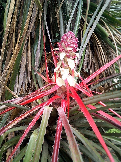 Bromelia antiacantha