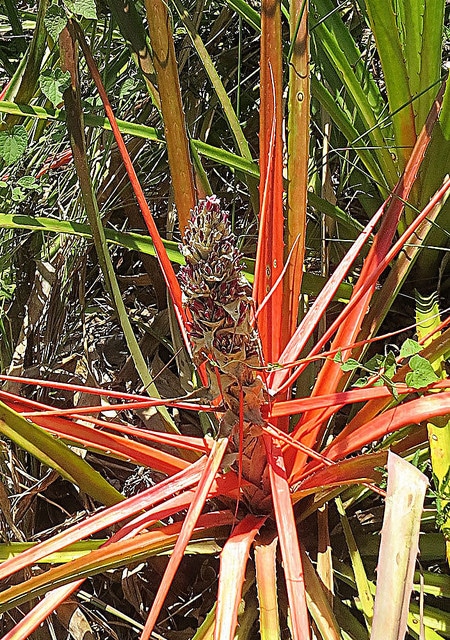 Bromelia balansae