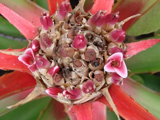 Bromelia balansae