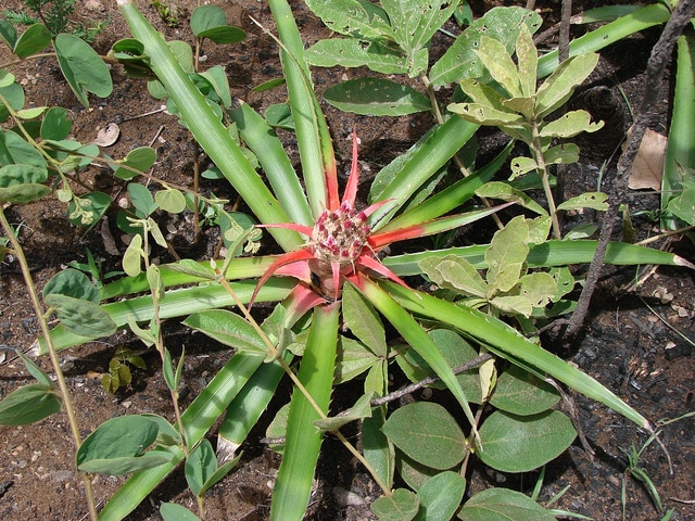 Bromelia balansae (Bromelia balansae)