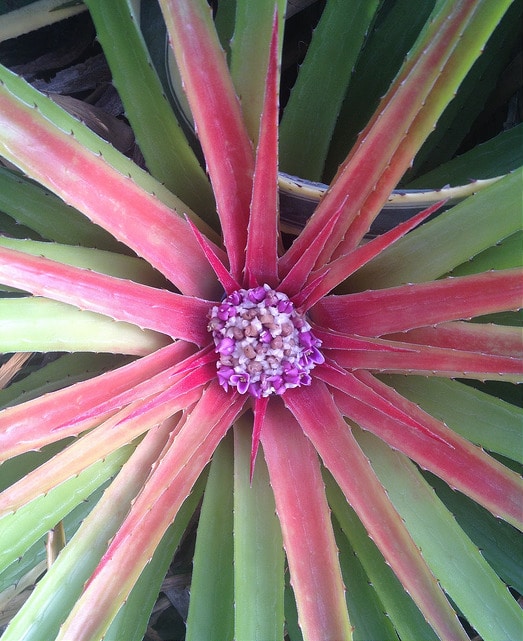 Bromelia humilis (Bromelia humilis)