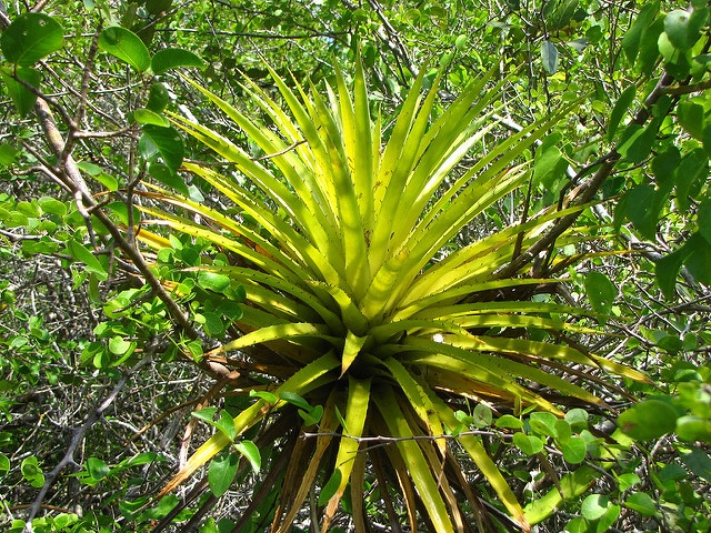 Bromelia humilis