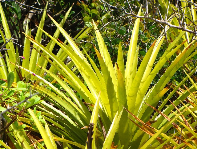 Bromelia humilis