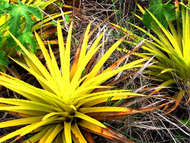 Bromelia humilis