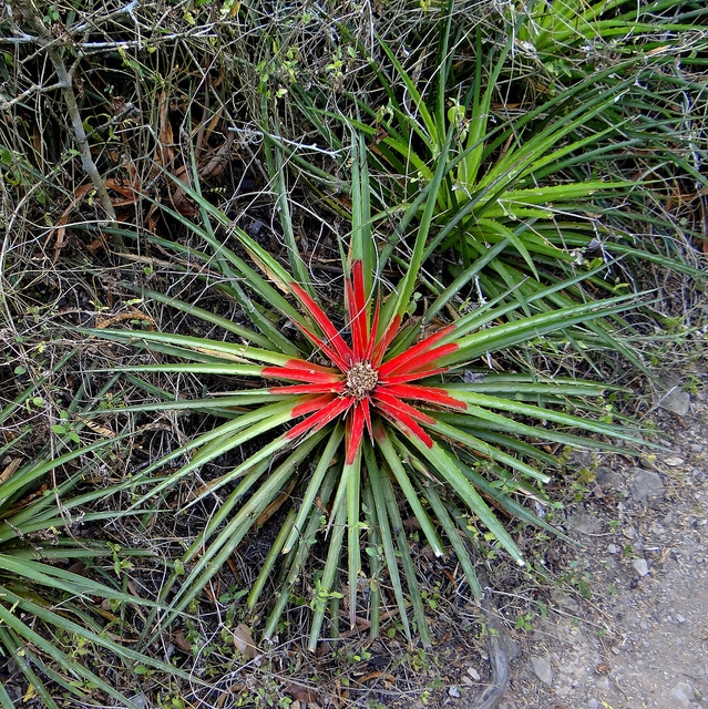 Bromelia humilis