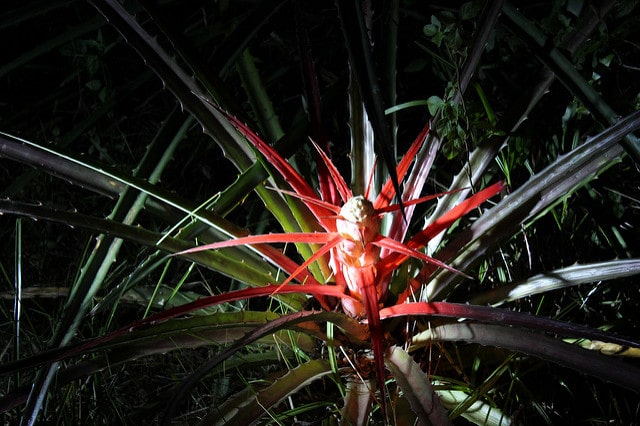 Bromelia serra