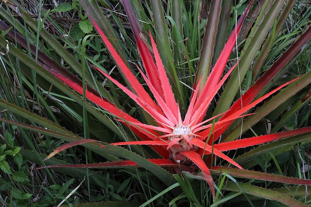 Bromelia serra