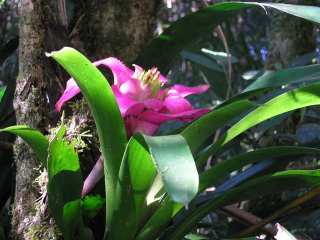 Bromelia serra
