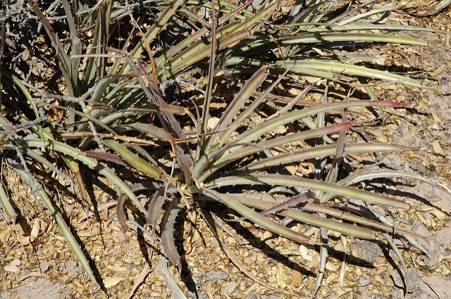 Bromelia serra